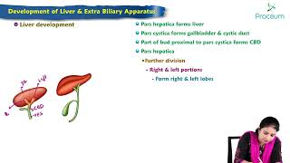 Development of liver amp biliary apparatus  MBBS Lecture [upl. by Cornwell502]