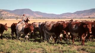 Shorthorn Beef  Andrew Campbell TVC [upl. by Halsey305]