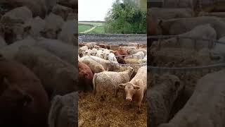 Stabiliser cross Charolais Store Cattle for Sale [upl. by Alphonso]