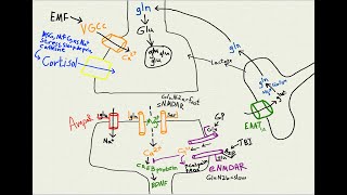 NMDA receptor types amp excitotoxicity Sept 2024 [upl. by Marga957]