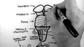 Spinal Pathways 2  Dorsal Column  Medial Lemniscus Pathway [upl. by Meeka]