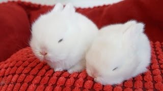 The Cutest White Baby Bunnies [upl. by Edmondo114]