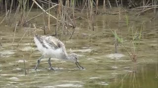 Pied Avocet Chicks [upl. by Esilehc]