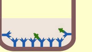 Enzyme immunoassay EIA to detect antigens  MultiLingual Captions [upl. by Opportuna621]