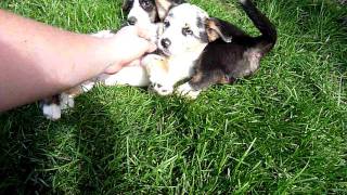 Cute Cardigan Welsh Corgi Puppies playing with each other [upl. by Nela]