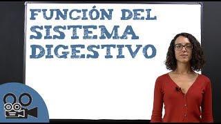 Función del sistema digestivo [upl. by Lainahtan287]