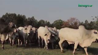 Apresentação da Pósgraduação em Produção de Gado de Corte  Rehagro [upl. by Acirtal]