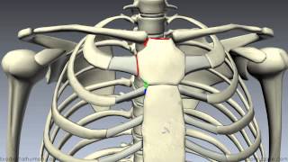 Sternum  3D Anatomy Tutorial [upl. by Ainotahs]