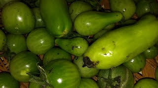 Start of piccalilli step 1 [upl. by Cazzie156]