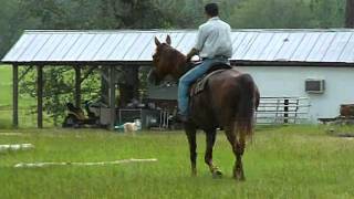 McCurdy Plantation Horse [upl. by Lamar]