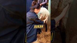 Ini Bukan Niki Minah 😱 Ini Kambing Ekor Gemuk [upl. by Oiliduab]