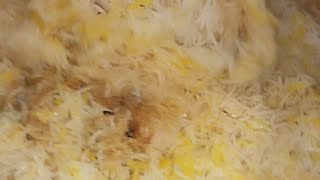 Hadrabadi khaci Akni ki chicken Biryani 👈😘😘👌youtubeshorts cooking recipe chickenbiryani viarl [upl. by Solracnauj]