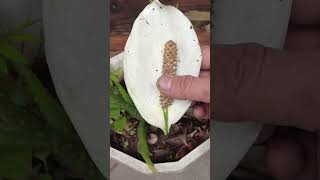 How to propagate Peace Lily from flower shorts short shortsvideo [upl. by Annahvas627]