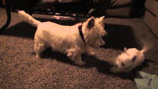 Westie Puppies Wrestle and Play with Parents [upl. by Sidoney803]