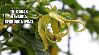 Cara Agar Bunga Kenanga Cepat Berbunga [upl. by Blus]