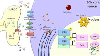 Mammalian Molecular Entrainment to Light and Networks [upl. by Aziza]