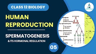 Spermatogenesis  Gametogenesis  Hormonal Regulation  Human Reproduction  Class 12 Biology [upl. by Eenehs121]