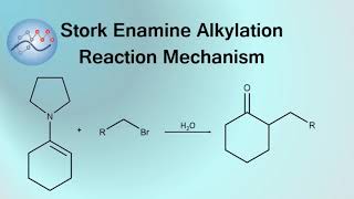 Stork Enamine Alkylation Mechanism  Organic Chemistry [upl. by Assetniuq]