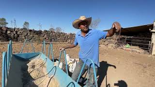 dieta sencilla para becerros en pastoreo [upl. by Zilvia]