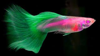 15 Most Beautiful EXOTIC Guppy in 2021👑👑 Part2 Daily Guppy Videos Fish KEEPING tIPS [upl. by Coopersmith]