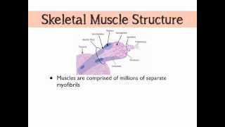 The Sliding Filament Theory of Muscular Contraction [upl. by Aicelet387]