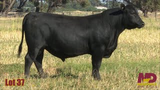 Lot 37 Merridale Taj CMD22T86 [upl. by Constance]