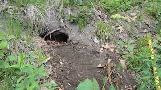 Super Easy Woodchuck Trapping with Comstock Live Cage Traps [upl. by Hcahsem]