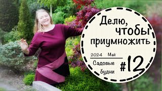 Садовые будни 12☘️ Чищу дорожки☘️Размножаю многолетники и злаки☘️ Вечнозеленая жимолость☘️ [upl. by Barnebas]