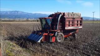 Case IH 2555 COTTON EXPRESS [upl. by Supen]