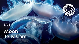 Live Moon Jelly Cam  Monterey Bay Aquarium [upl. by Irtimid]