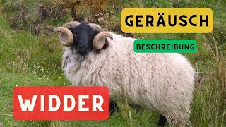 Schafgeräusch und Beschreibung 🐑 Schafgeräusche 🔈Schafblöken Geräusch das Schafe machen [upl. by Nickey]