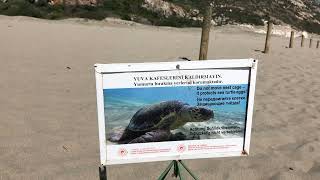 Patara Plajı 03072023 caretta caretta yuvalarıkaşkalkanantalyadoğa gezisi travelwalkingtour [upl. by Gerhardt744]