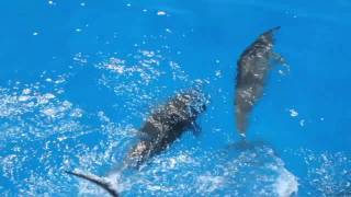 Dolphins following our boat off the Big Island of Hawaii [upl. by Renard511]