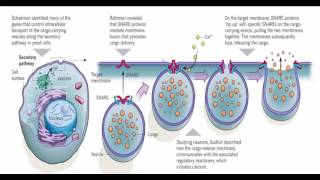 فيديوشيق عن الاكزوسيتوز Lexocytose [upl. by Larrabee]