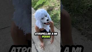 Atropellan a mi PERRO viral trending [upl. by Gallard]