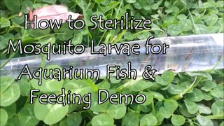 How to Sterilize Mosquito Larvae for Aquarium Fish amp Feeding Demo [upl. by Kcirdez]