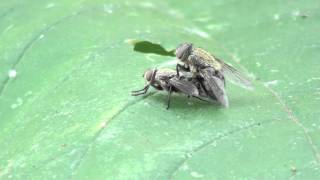 Cluster Flies Calliphoridae Pollenia Mating [upl. by Bobby615]