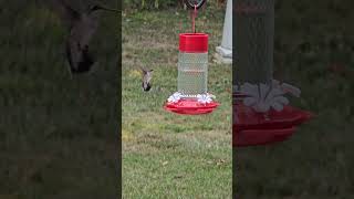 Ruby Throated Hummingbird hummingbird birdfeeder [upl. by Stortz972]