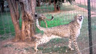 Cute Cheetah Meowing [upl. by Islek]