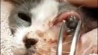 Cleaning Larvae from Cats Noses botflyremoval LarvaeRemoval WormRemoval [upl. by Ridglea]