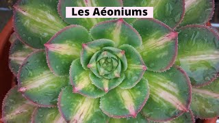 Culture et entretien des Aéoniums  Succulentes 😊 [upl. by Akedijn986]