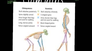 Hominoids to Hominins Part 1 [upl. by Orna]