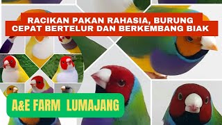 Racikan pakan burung rahasia gouldamadine serta eggfood biar burung sehat cepat berkembang biak [upl. by Saidel]