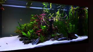 Aquariums Juwel Rio 350 and 240  timelapse  4k [upl. by Anisor905]