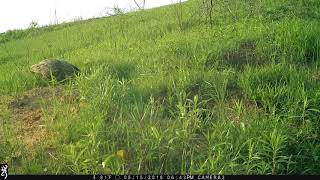 Great Horned Owl Hunting Rabbits [upl. by Nivrad]