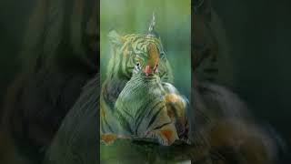 Animals of Amazon 4K  Animals That Call The Jungle Home Amazon Rainforest Scenic Relaxation Film [upl. by Anail]