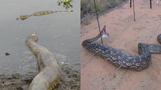 Top 10 Biggest Snakes in the World [upl. by Adiol252]