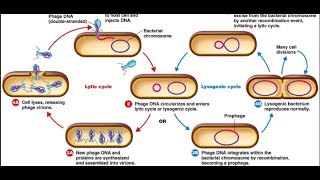 Lytic cycle and Lysogenic cycle in Hindi [upl. by Cantone220]