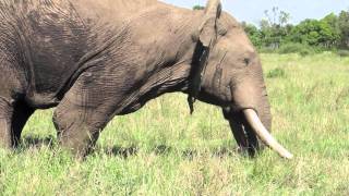 Musth male elephant behavior  Mara Conservancy [upl. by Leighton]