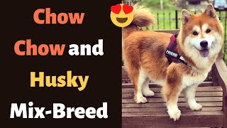 Siberian Husky and Chow Chow Mixbreed Chusky Temperament Personality Health and Training [upl. by Jat]